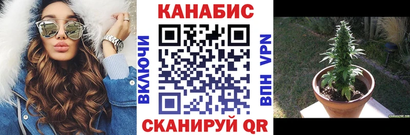 Шишки марихуана индика где найти наркотики KRAKEN Вятские Поляны